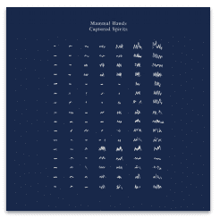 MAMMAL HANDS CAPTURED SPIRITS (Lps clairs-EXCLU INDÉS)