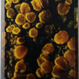 Atsuko Hatano – Cells #2