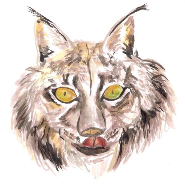 Waskerley Way – Only Built 4 Cubin’ Lynx